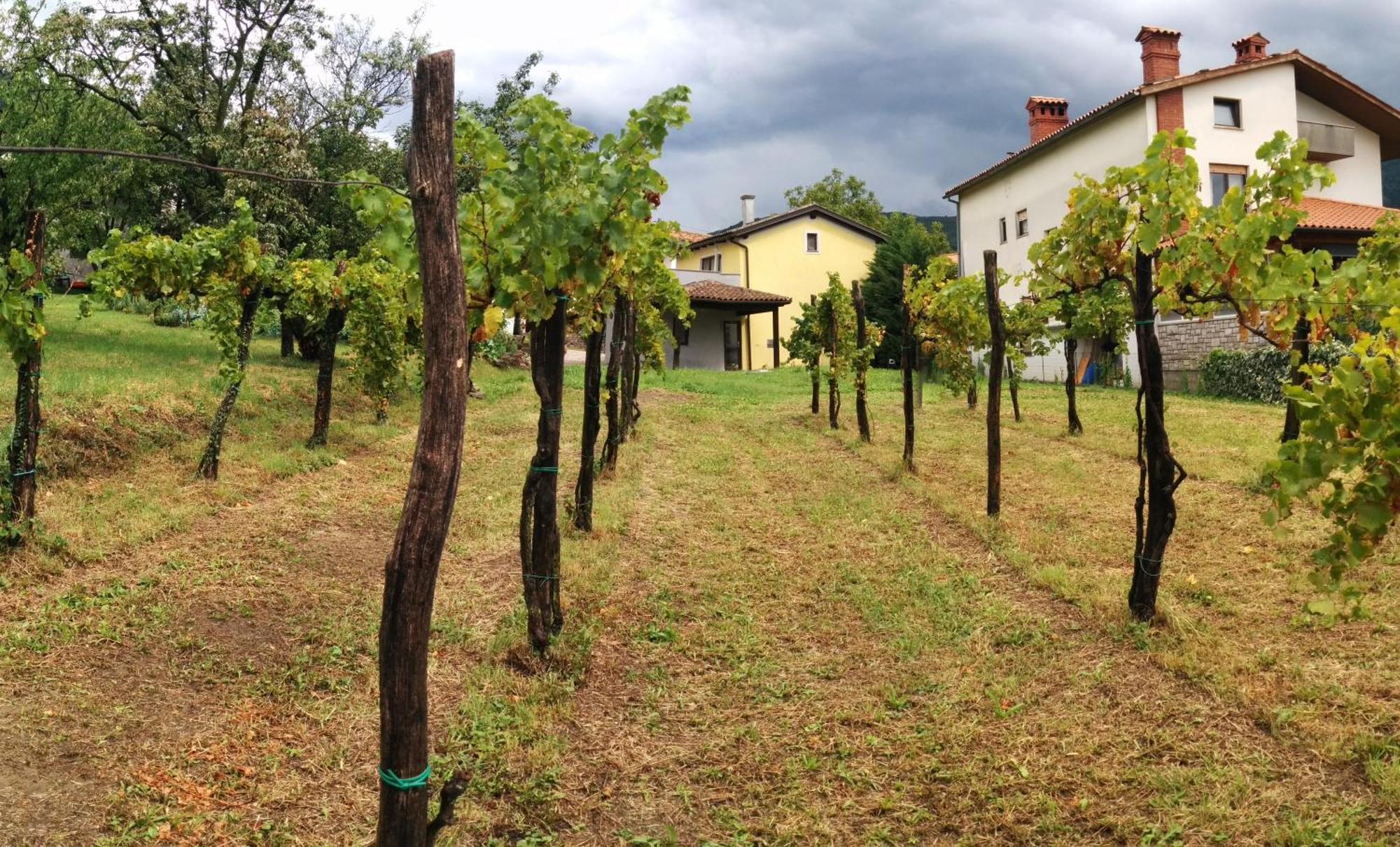 Small House In Vipava Valley Bagian luar foto